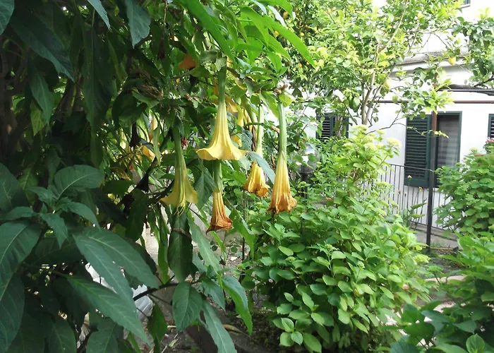 Le Mimose