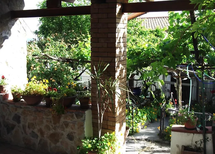 Le Mimose